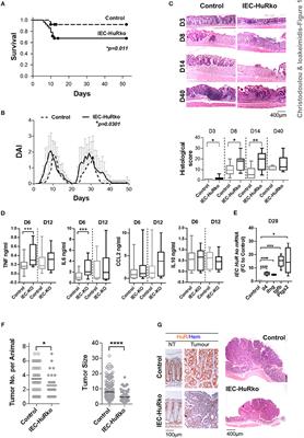 Divergent Innate and Epithelial Functions of the RNA-Binding Protein HuR in Intestinal Inflammation